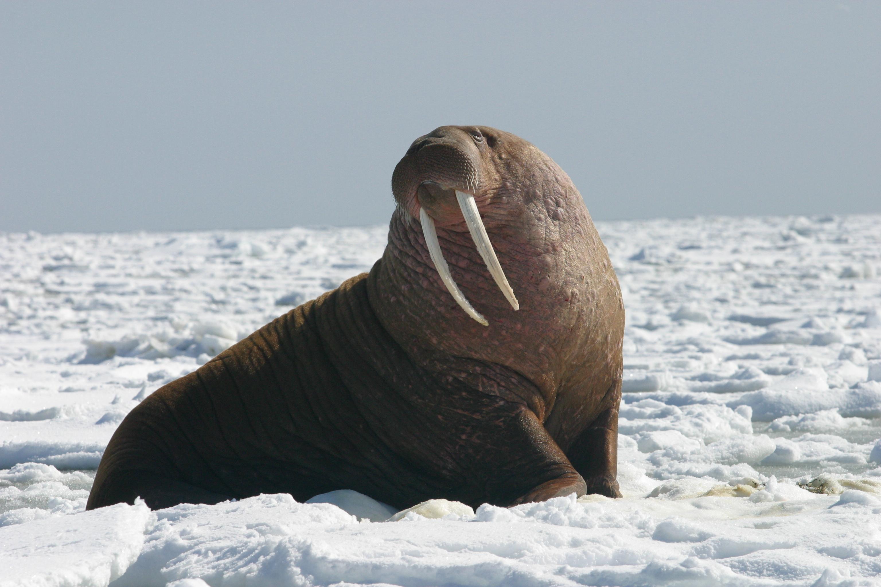 Тихоокеанский морж (Odobenus rosmarus divergens)